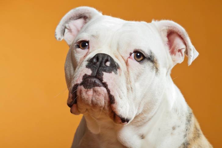 Photo Bouledogue Américain