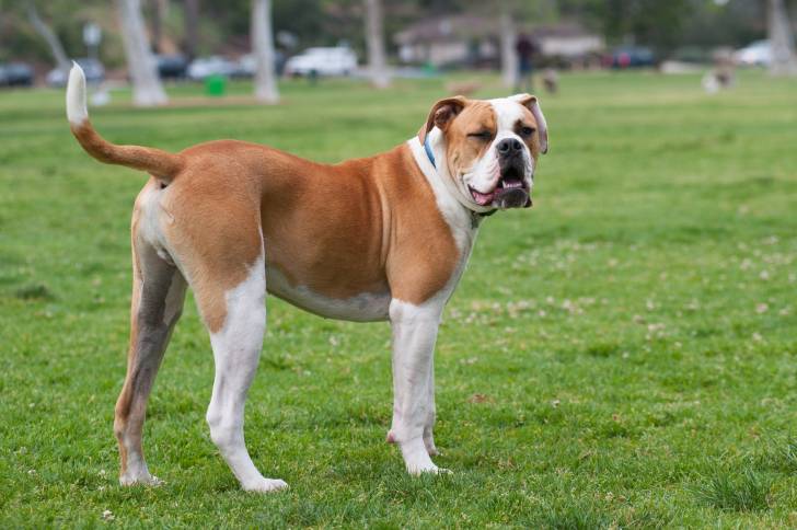 Photo Bouledogue Américain