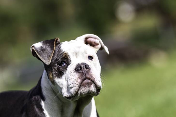Photo Bouledogue Américain
