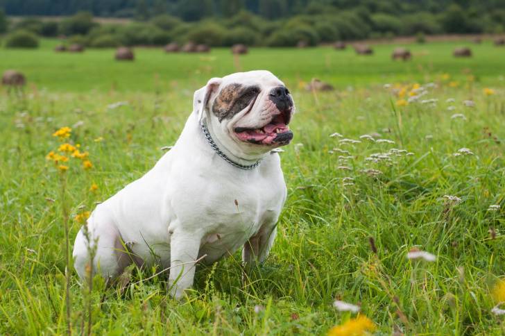 Photo Bouledogue Américain