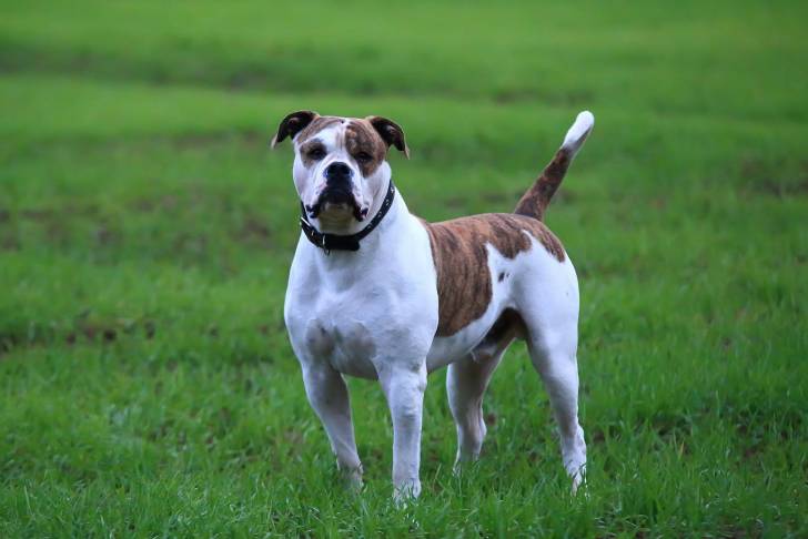 Photo Bouledogue Américain