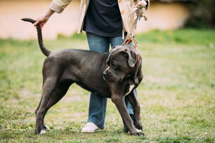 Photo Bouledogue Américain