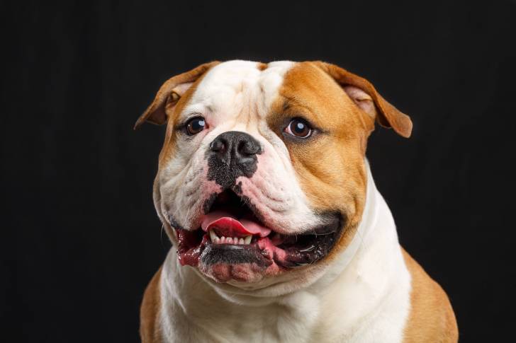 Photo Bouledogue Américain