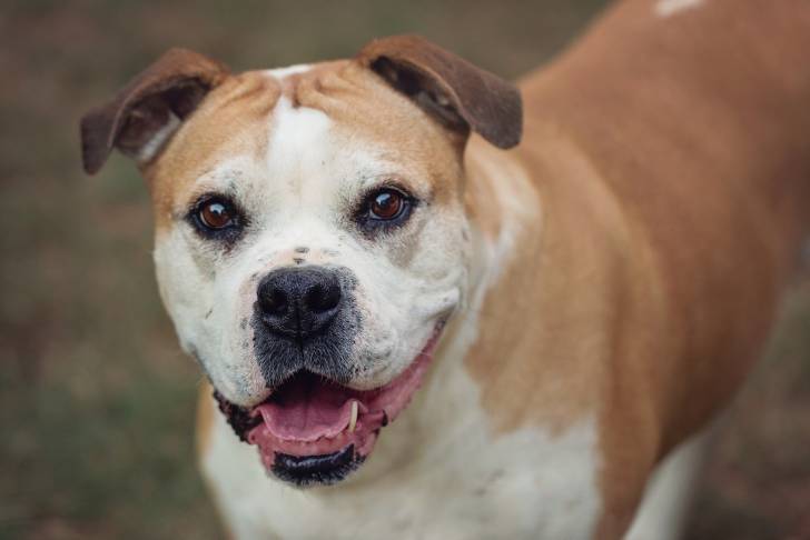 Photo Bouledogue Américain