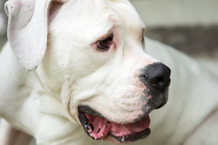 Photo Bouledogue Américain