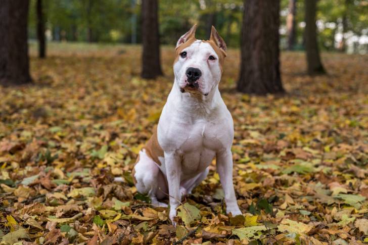 Photo Bouledogue Américain