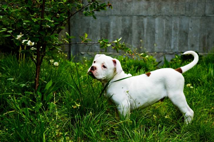 Photo Bouledogue Américain