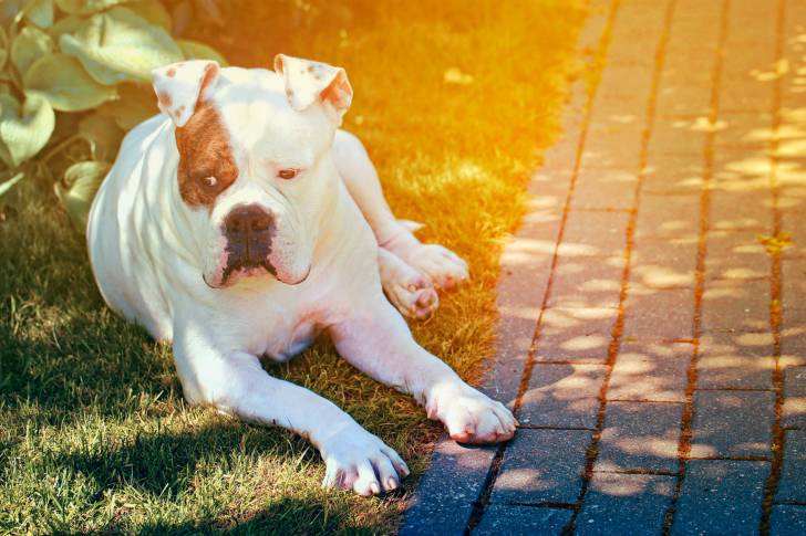 Photo Bouledogue Américain