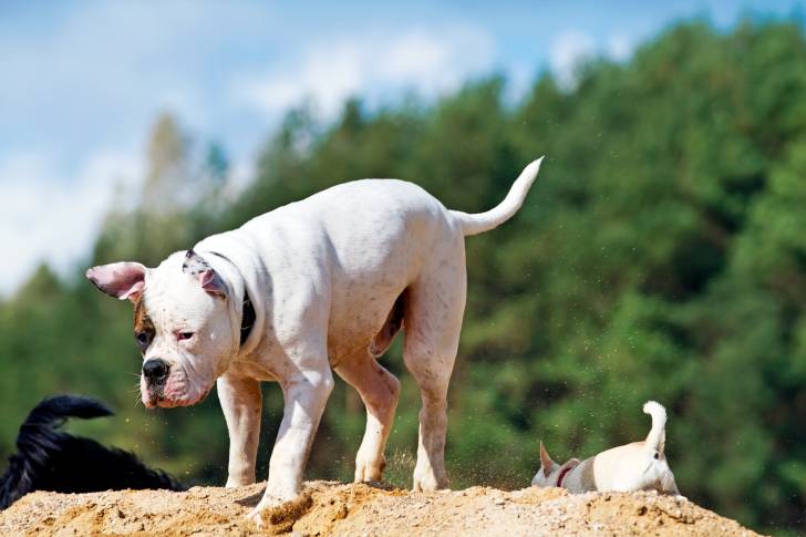 Photo Bouledogue Américain