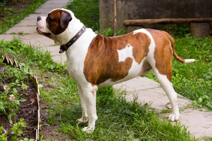 Photo Bouledogue Américain
