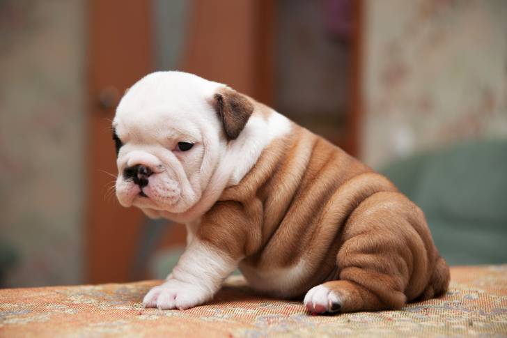 Photo Bouledogue Américain