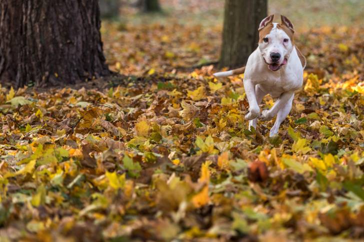 Photo Bouledogue Américain