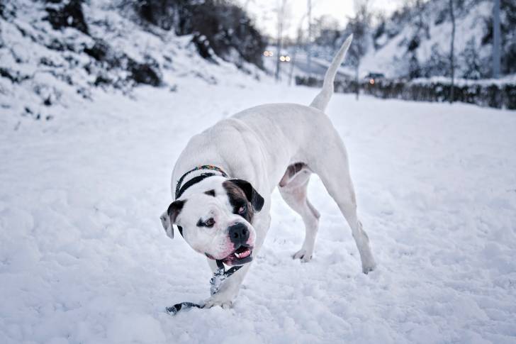 Photo Bouledogue Américain