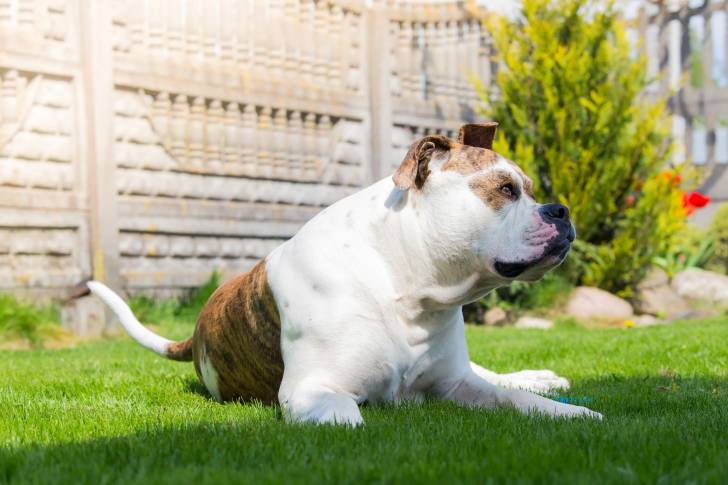 Photo Bouledogue Américain