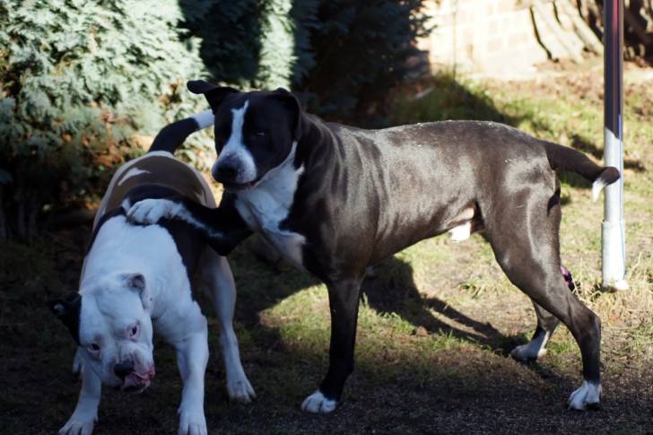 Photo Bouledogue Américain