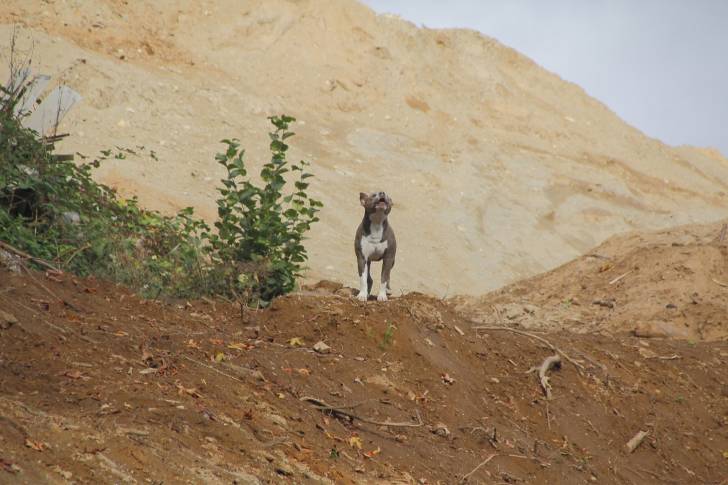 Photo Bouledogue Américain