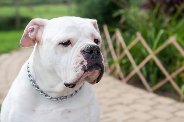 Photo Bouledogue Américain