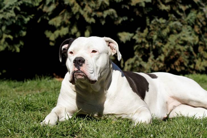 Photo Bouledogue Américain