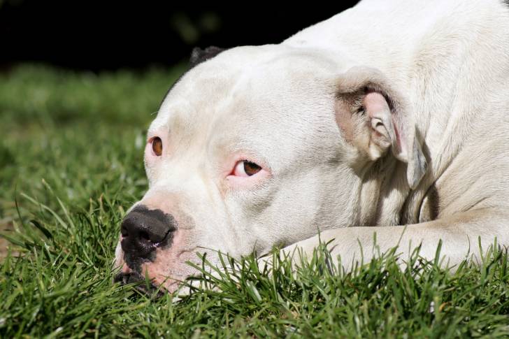 Vue proche d'un Bouledogue Américain blanc allongé dans l'herbe