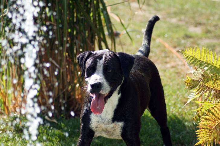 Photo Bouledogue Américain