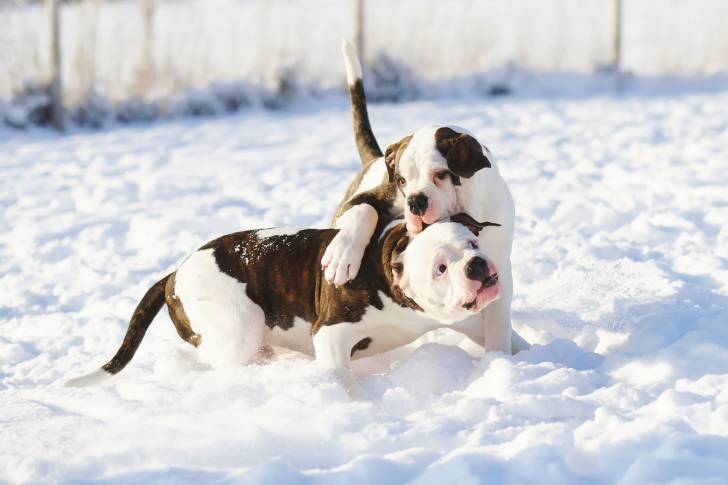 Photo Bouledogue Américain