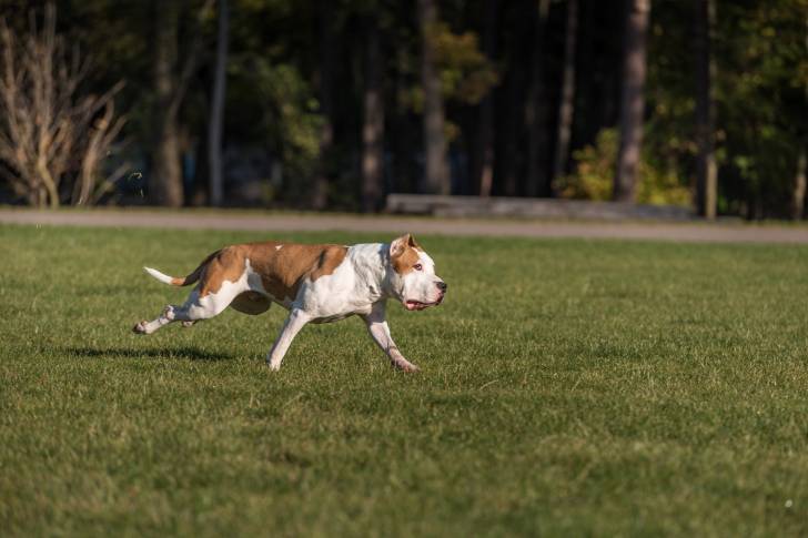 Photo Bouledogue Américain