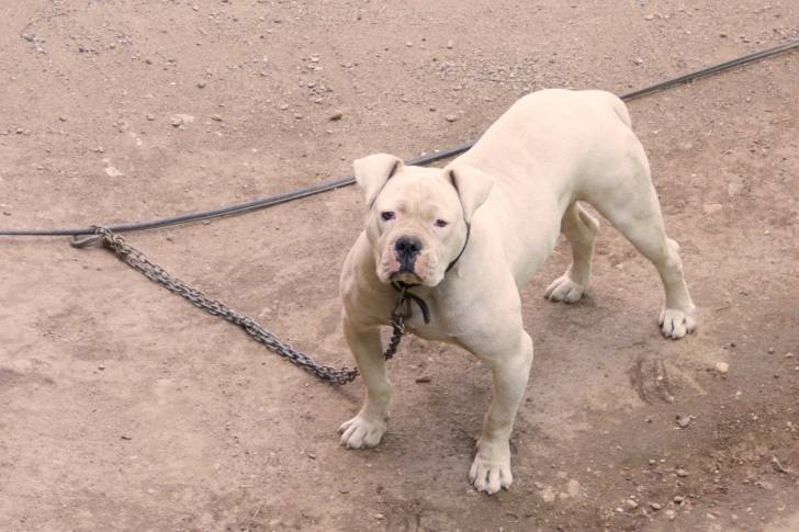Photo Bouledogue Américain