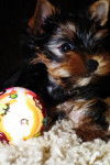 Mia - Yorkshire Terrier (2 mois)
