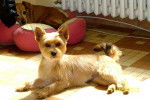 Etoile - Yorkshire Terrier (3 ans)