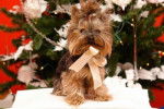 Memo - Yorkshire Terrier