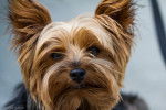 Le Yorkshire terrier - Yorkshire Terrier