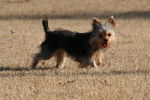 Photo Yorkshire Terrier