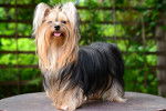 Un Yorkshire Terrier coiffé avec un élastique 