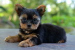 Un chiot Yorkshire Terrier fauve et noir