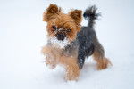 Un jeune Yorkshire Terrier se promène dans la neige