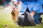 Un Yorkshire Terrier et son handler lors d'une exposition canine