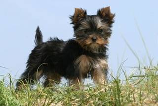 Bulle - Yorkshire Terrier Mâle (6 ans)
