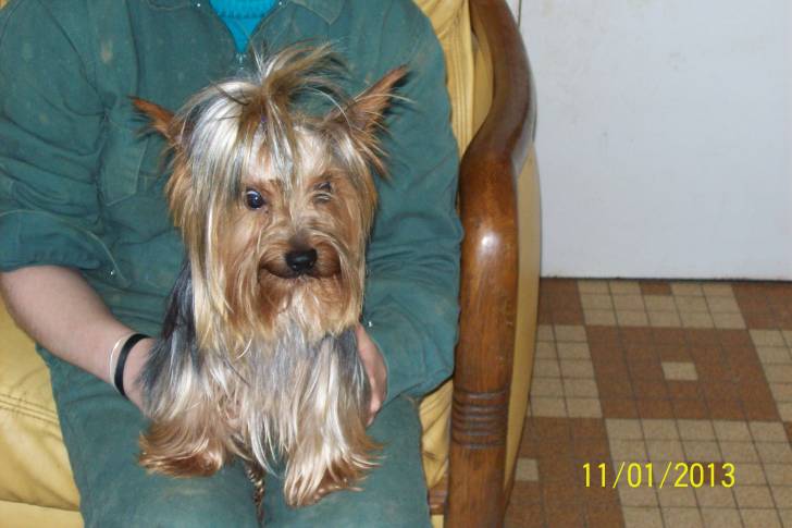 Filou - Yorkshire Terrier Mâle (2 ans)