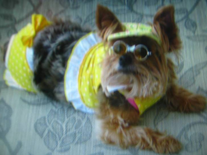 little bit - Yorkshire Terrier (2 ans)