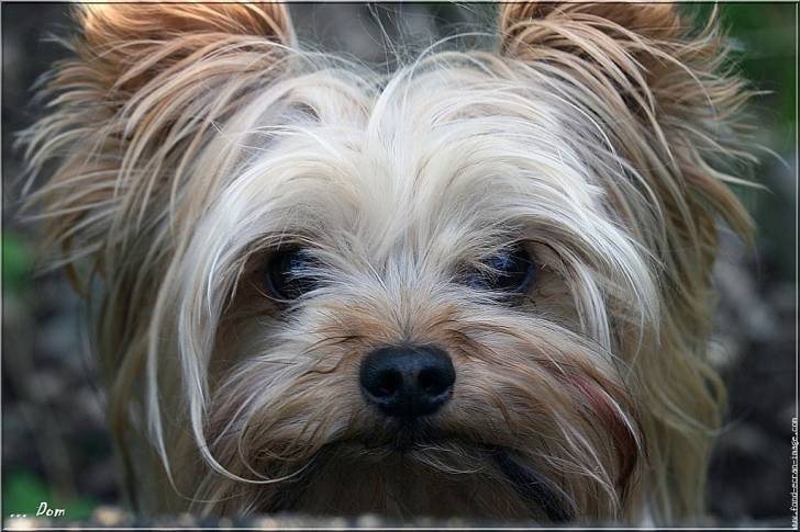 bijoux - Yorkshire Terrier (4 mois)