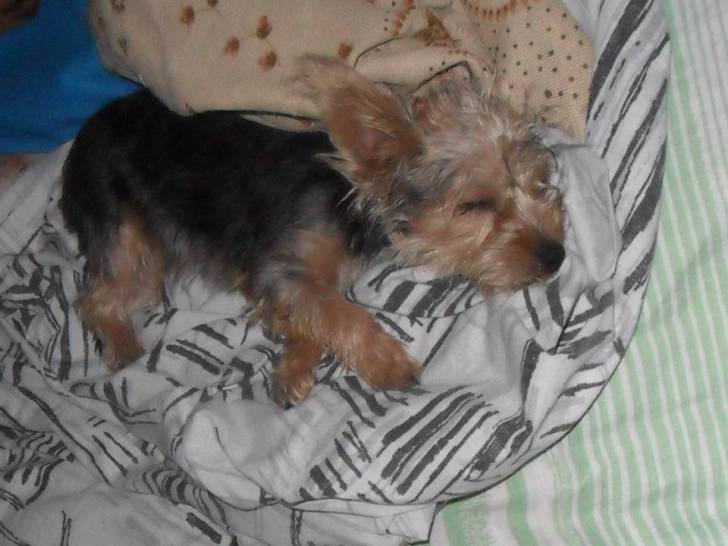 Delfina - Yorkshire Terrier (8 ans)