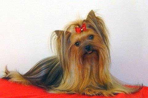 Yorkshire Terrier - Yorkshire Terrier