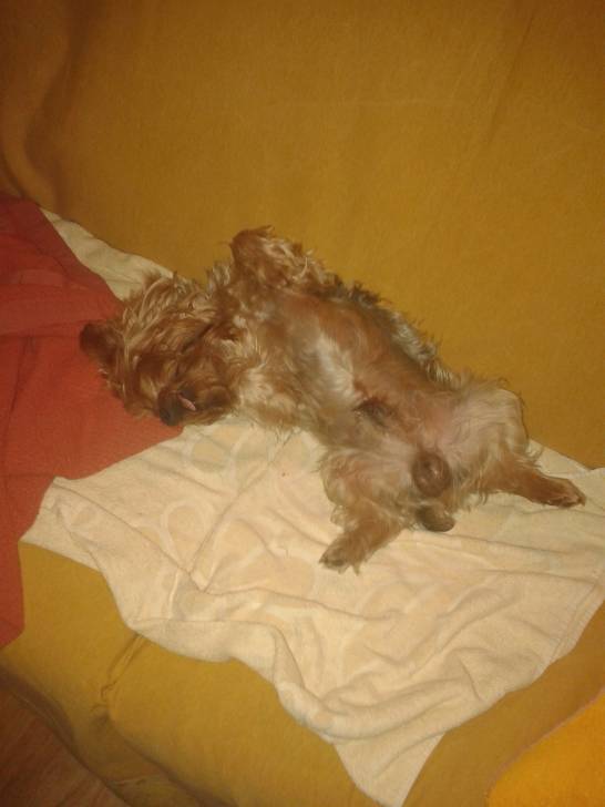 SKOTTY - Yorkshire Terrier Mâle (6 ans)