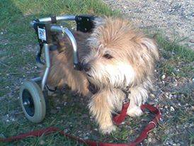 Cosmea - Yorkshire Terrier (5 ans)