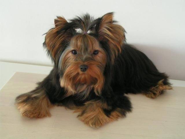 ALIZEE - YORKSHIRE TERRIER - Yorkshire Terrier