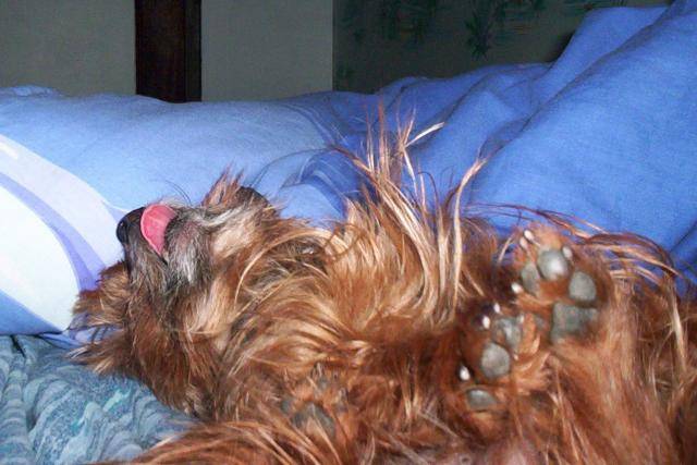 SCOTCH.. Yorkshire terrier - Yorkshire Terrier