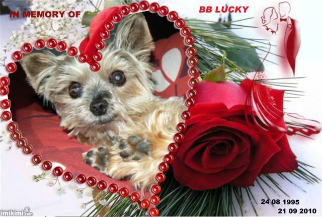 Yorkshire Terrier - Yorkshire Terrier