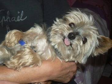 Yorkshire Terrier - Yorkshire Terrier