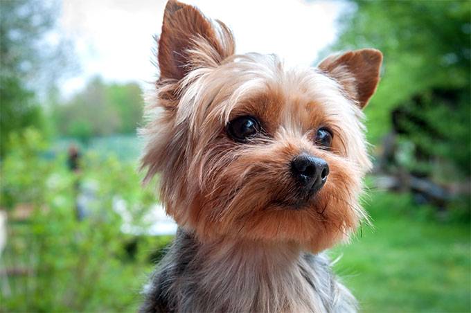Nibble - Yorkshire Terrier Mâle (11 mois)