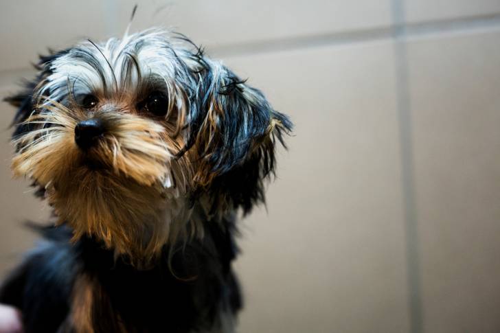 Photo Yorkshire Terrier